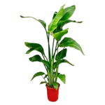Load image into Gallery viewer, Strelitzia Nicolai - Ø24cm - ↕140-150cm
