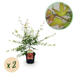 Load image into Gallery viewer, Set van 2 Japanse Esdoorns – Acer palmatum &#39;Pink Dwarf&#39;
