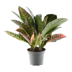 Load image into Gallery viewer, Codiaeum variegatum &#39;Petra&#39; - 30 cm - ø12
