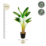 Load image into Gallery viewer, Strelitzia Augusta - 160 cm - Ø24
