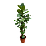 Load image into Gallery viewer, Ficus Lyrata vertakt XXL - Ø40cm - ↕220cm
