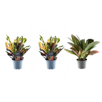 Load image into Gallery viewer, Set van 3 Croton Codiaeum mix - 30 cm - ø12
