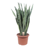 Load image into Gallery viewer, Sansevieria Zeylenica - 110 cm - ø35
