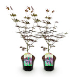 Load image into Gallery viewer, Set van 2 Japanse Esdoorn - Acer palmatum Trompenburg -Donker Paars
