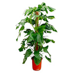 Load image into Gallery viewer, Monstera Pertusum - 130 cm - ø24
