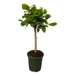 Load image into Gallery viewer, Ficus Altissimo variegata - 100 cm - Ø24cm
