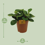 Load image into Gallery viewer, Peperomia Red Canyon - Ø15cm - ↕25cm
