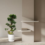 Load image into Gallery viewer, Ficus Microcarpa Ginseng - 80 cm - Ø27cm
