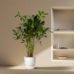 Load image into Gallery viewer, Caryota Mitis - 250 cm - Ø32cm
