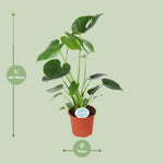 Load image into Gallery viewer, Monstera Deliciosa - Ø14cm - ↕45cm
