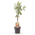 Load image into Gallery viewer, Malus Domestica Elstar - Appelboom - Ø21cm - ↕90cm
