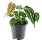 Load image into Gallery viewer, Anthurium Chrystallium - 35 cm - ø12

