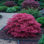 Load image into Gallery viewer, Set van 2 Japanse Esdoorns – Acer palmatum &#39;Pink Dwarf&#39;
