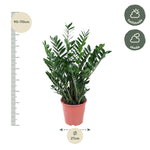 Load image into Gallery viewer, Zamioculcas Zamiifolia - 100 cm - ø27
