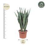 Load image into Gallery viewer, Sansevieria Zeylenica - 110 cm - ø35
