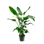Load image into Gallery viewer, Strelitzia Nicolai - Ø24cm - ↕140-150cm
