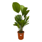 Load image into Gallery viewer, Licuala Grandis - 100 cm - ø24
