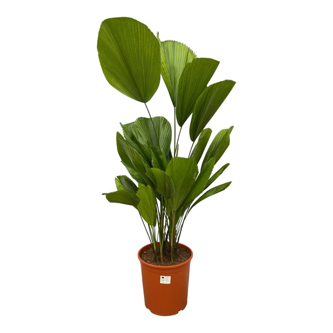 Licuala Grandis - 100 cm - ø24