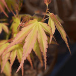 Load image into Gallery viewer, Set van 2 Japanse Esdoorn - Acer palmatum Katsura - Oranje
