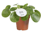Load image into Gallery viewer, Pilea Mojito - Ø13cm - ↕20cm
