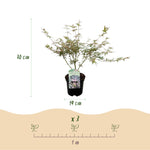 Load image into Gallery viewer, Set van 2 Japanse Esdoorn - Acer palmatum Iyoshi - Roze
