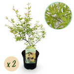 Load image into Gallery viewer, Set van 2 Japanse Esdoorn - Acer palmatum Methamorphosa - Groen
