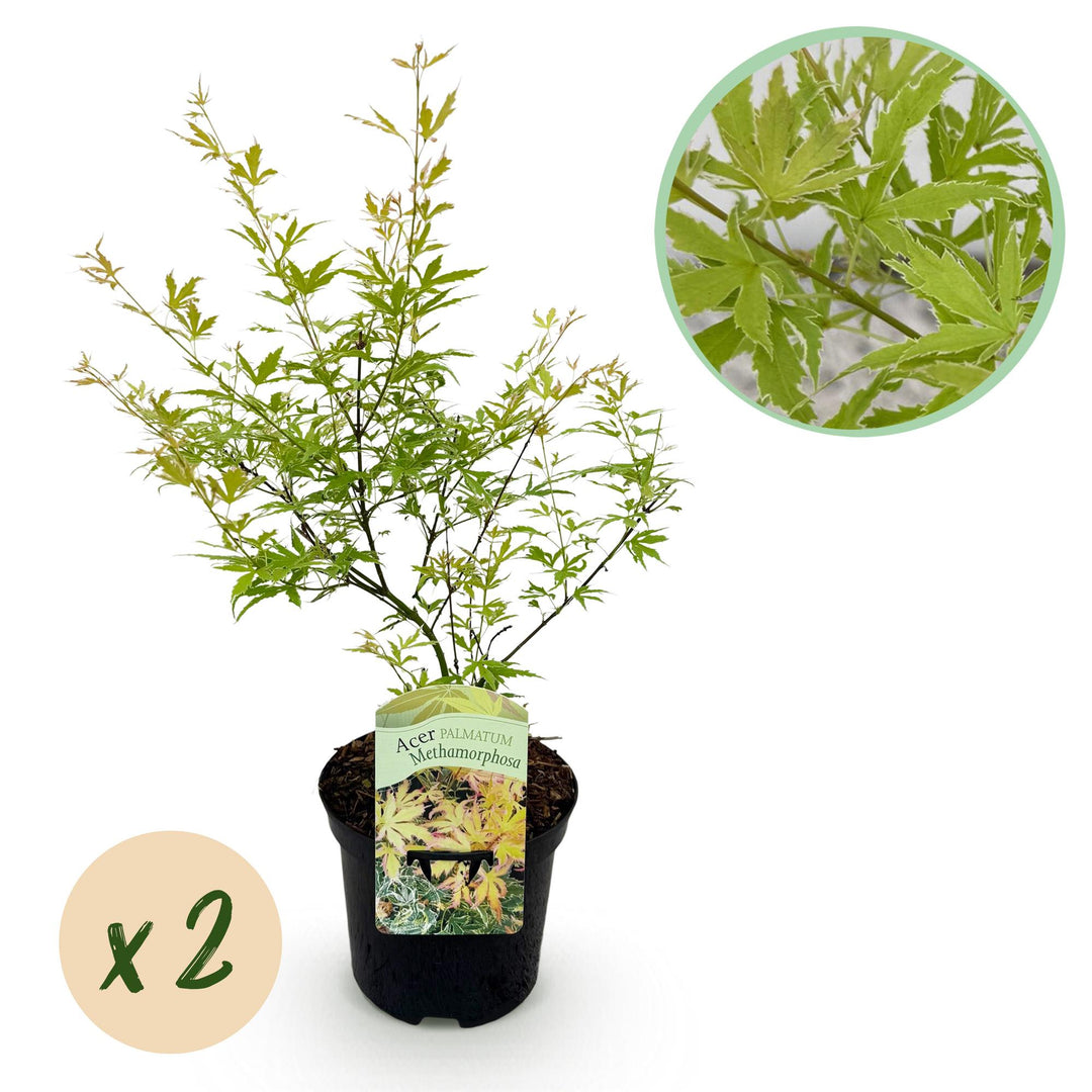 Set van 2 Japanse Esdoorn - Acer palmatum Methamorphosa - Groen