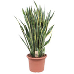 Load image into Gallery viewer, Sansevieria Laurentii - 100 cm - ø35
