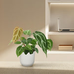 Load image into Gallery viewer, Anthurium Chrystallium - 35 cm - ø12
