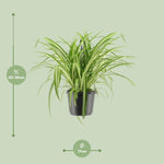 Load image into Gallery viewer, Chlorophytum Comosum Variegatum - Ø17cm - ↕30cm
