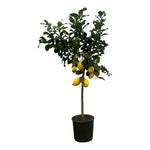 Load image into Gallery viewer, Citrus Lemon - Citroenboom - 150 cm - Ø24cm
