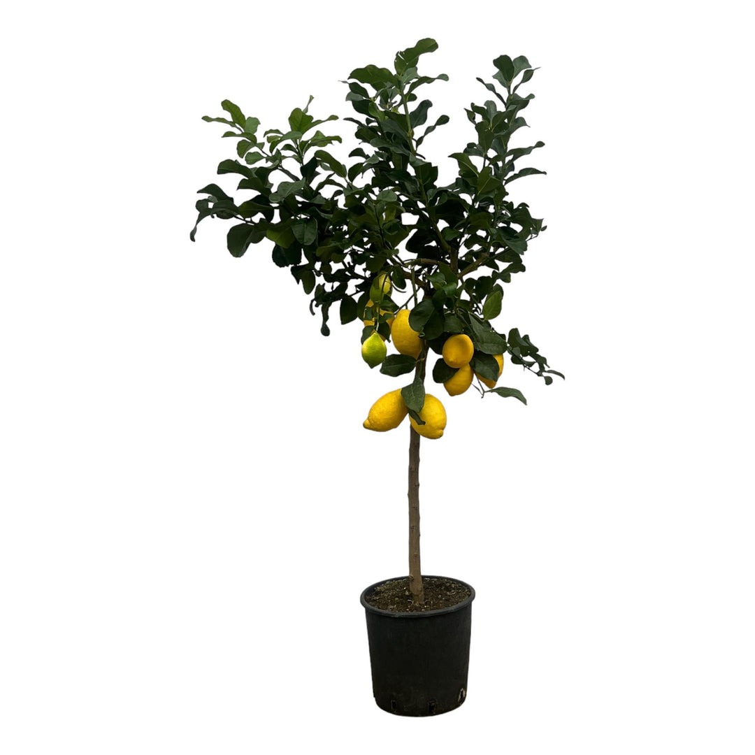 Citrus Lemon - Citroenboom - 150 cm - Ø24cm