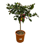 Load image into Gallery viewer, Citrus Lemon - 80 cm - Ø22cm
