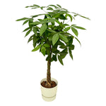 Load image into Gallery viewer, Pachira Aquatica inclusief elho Greenville Round wit - 160cm - Ø30
