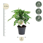 Load image into Gallery viewer, Monstera obliqua &#39;Monkey Leaf&#39; - 25 cm - ø12
