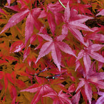 Load image into Gallery viewer, Set van 2 Japanse Esdoorns – Acer palmatum &#39;Pink Dwarf&#39;
