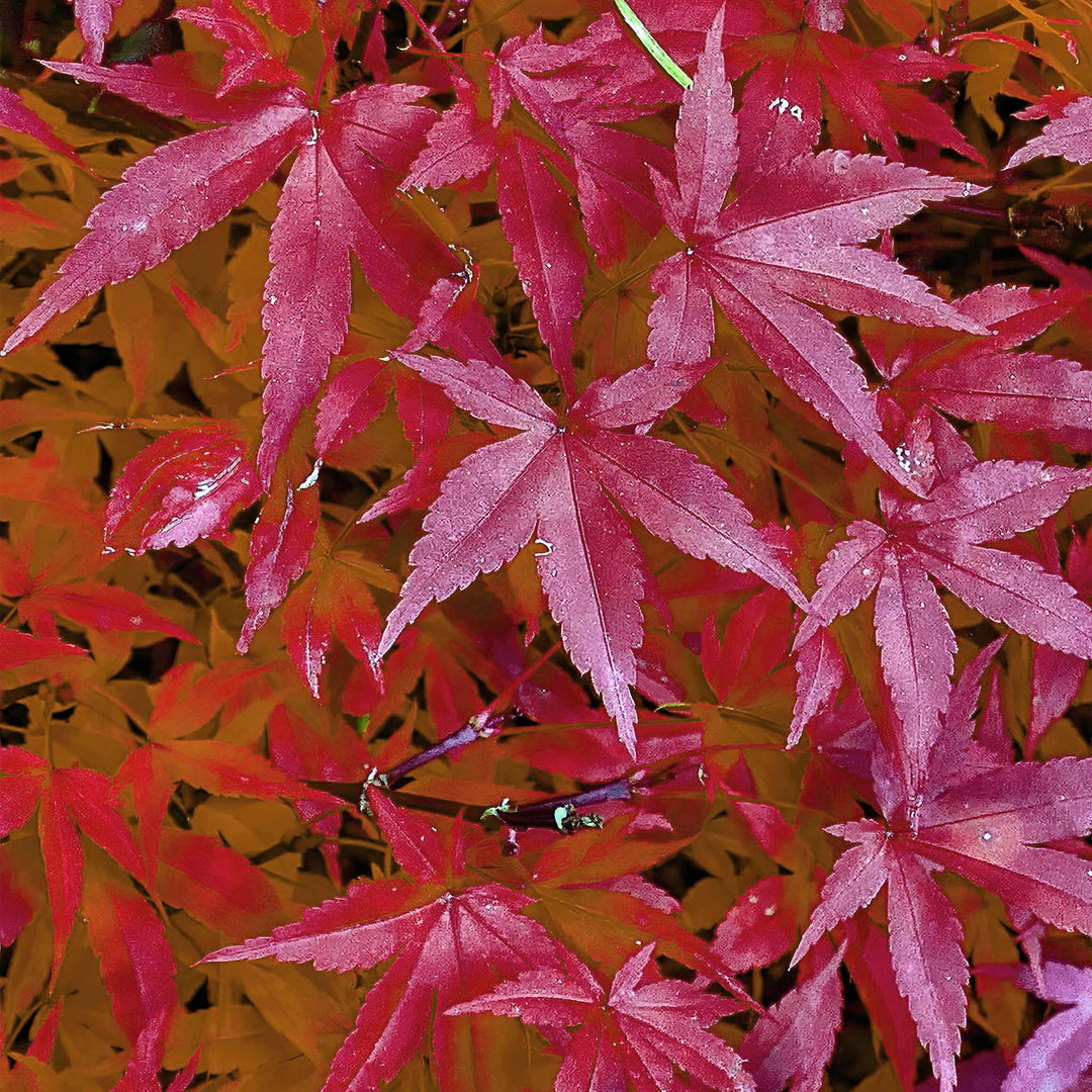 Set van 2 Japanse Esdoorns – Acer palmatum 'Pink Dwarf'