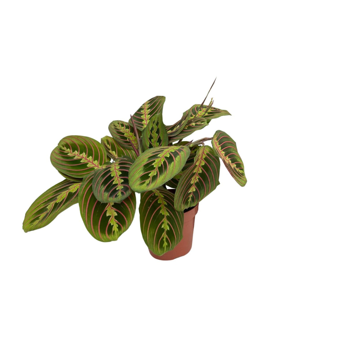 Maranta Fascinator - Ø12cm - ↕20cm