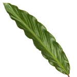 Load image into Gallery viewer, Calathea Wavestar - 80 cm - Ø19cm
