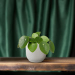 Load image into Gallery viewer, Pilea Peperomiodes - Pannekoekenplant - Ø12cm - ↕20cm
