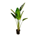 Load image into Gallery viewer, Strelitzia Augusta - 180cm - ⌀30
