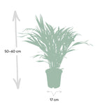 Load image into Gallery viewer, Areca Palm - Ø17cm - ↕60cm
