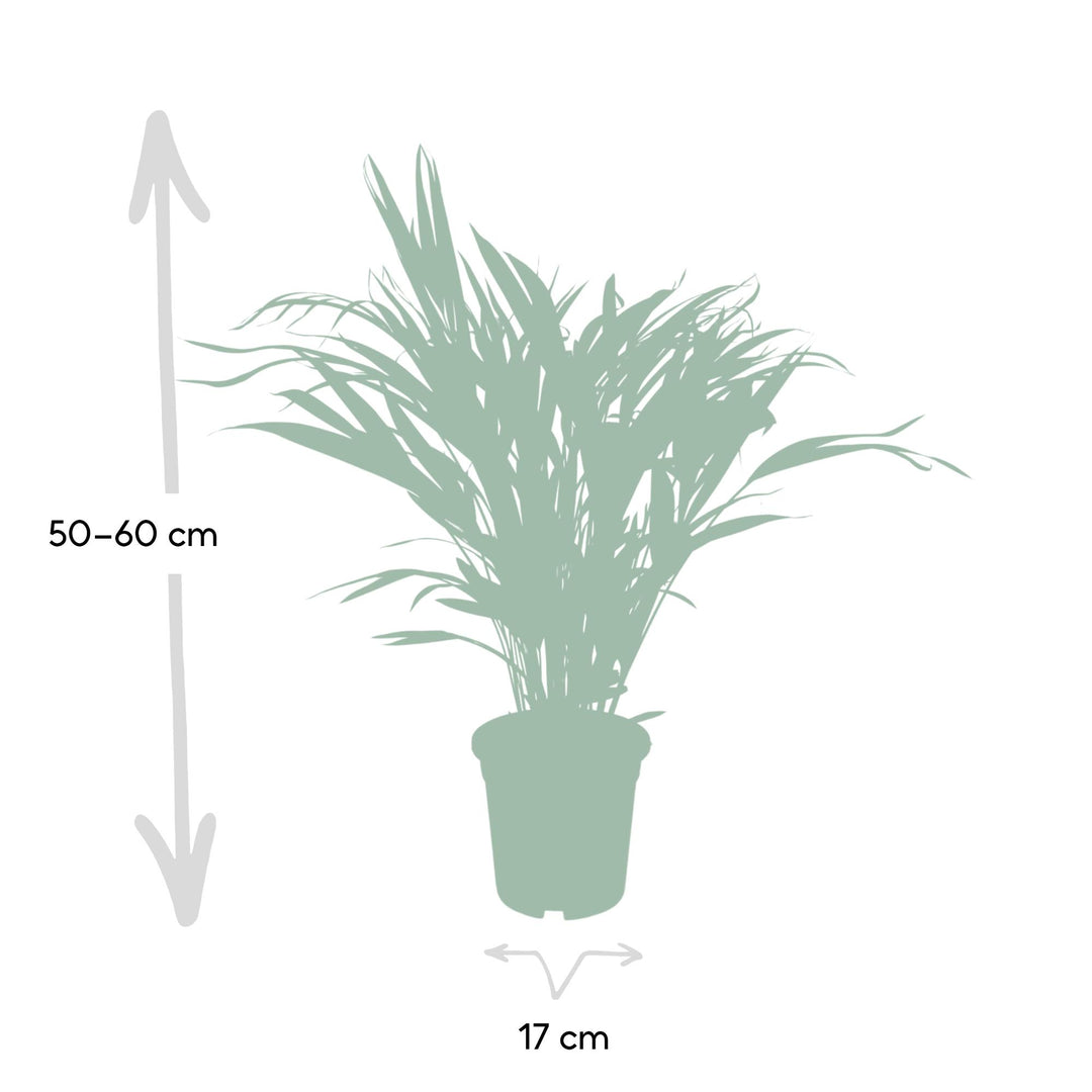 Areca Palm - Ø17cm - ↕60cm