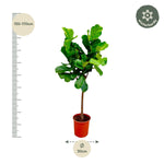 Load image into Gallery viewer, Ficus Lyrata boom - Ø30cm - ↕150cm
