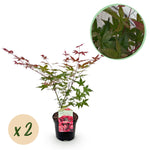 Load image into Gallery viewer, Set van 2 Japanse Esdoorn - Acer palmatum Beni Maiko - Rood
