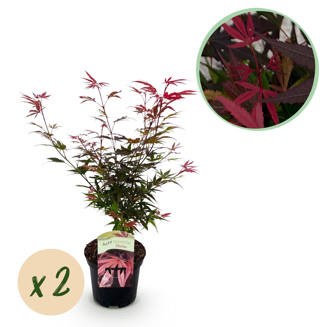 Set van 2 Japanse Esdoorn - Acer palmatum Shaina - Rood