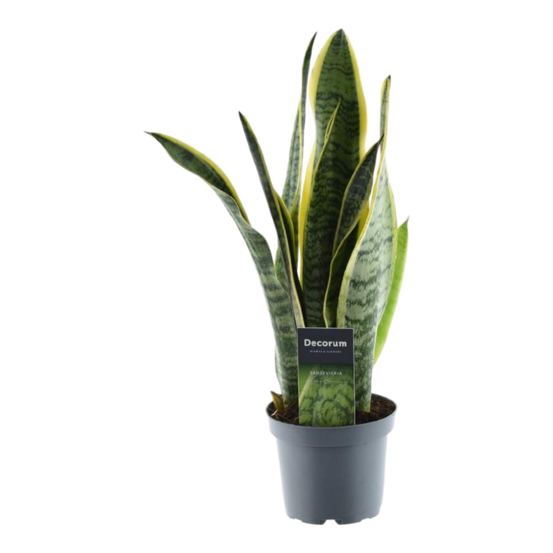 Sansevieria 'Laurentii' + Zamioculcas – kamerplanten DUODEAL
