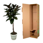 Load image into Gallery viewer, Ficus Elastica Robusta stam - 140 cm - Ø27cm
