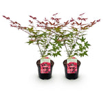 Load image into Gallery viewer, Set van 2 Japanse Esdoorn - Acer palmatum Beni Maiko - Rood
