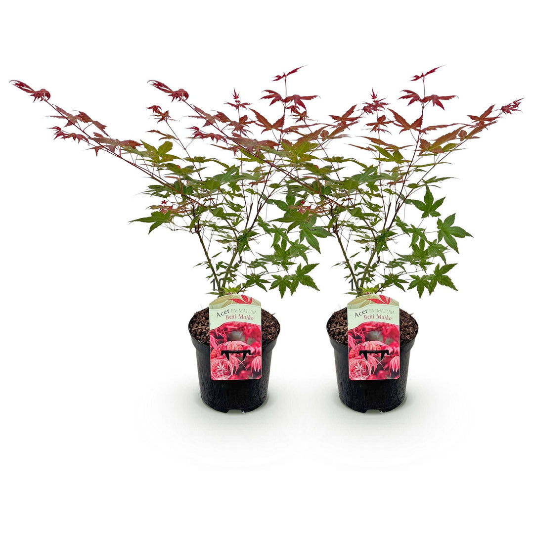 Set van 2 Japanse Esdoorn - Acer palmatum Beni Maiko - Rood